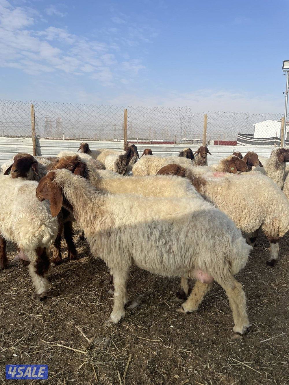 للبيع غنم نعيم العدد٣٦ راس سن وديد اشباب0