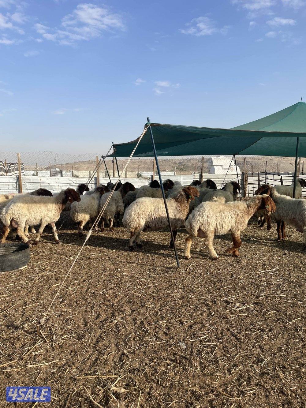 للبيع غنم نعيم العدد٣٦ راس سن وديد اشباب1
