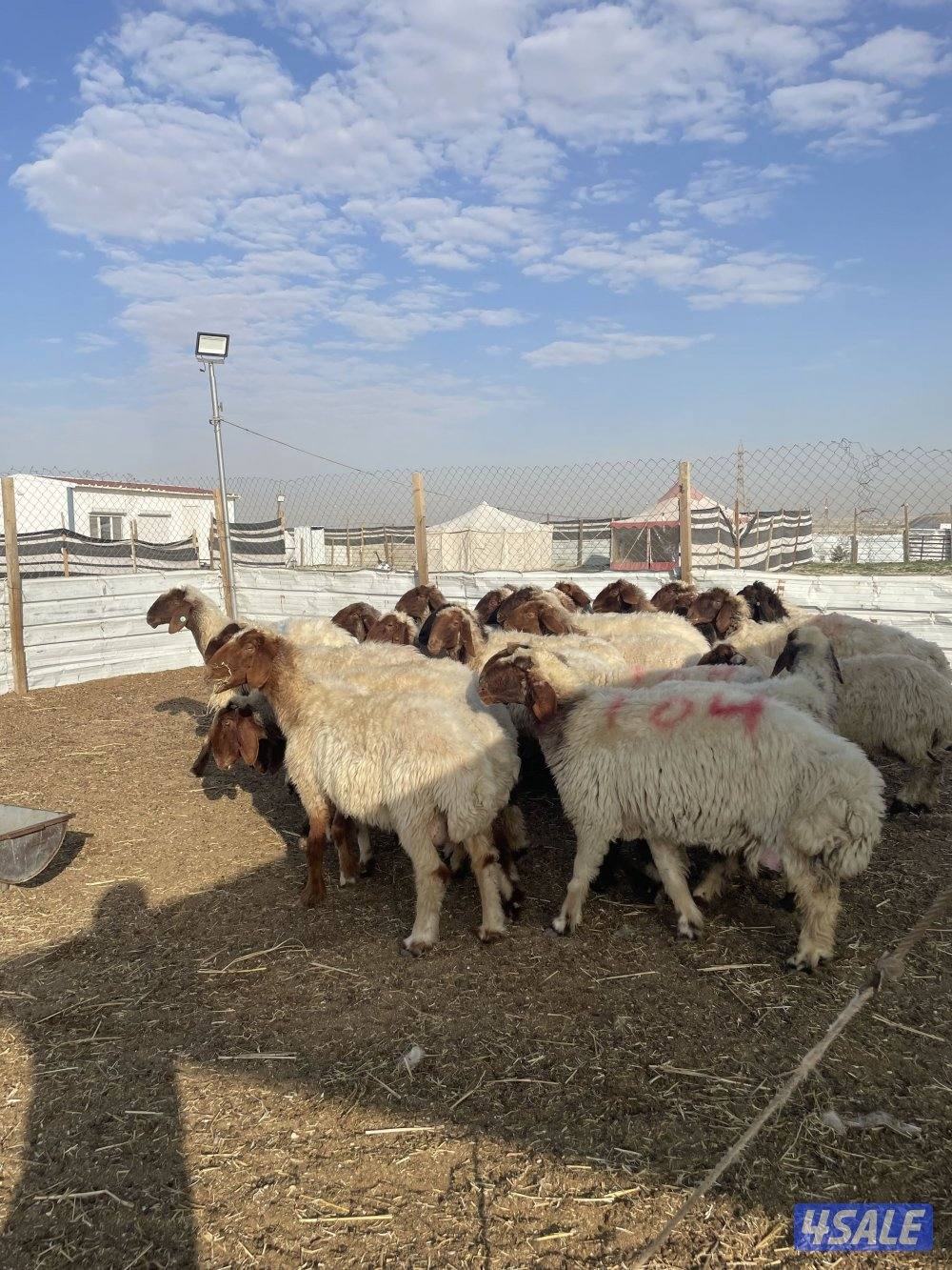 للبيع غنم نعيم العدد٣٦ راس سن وديد اشباب2