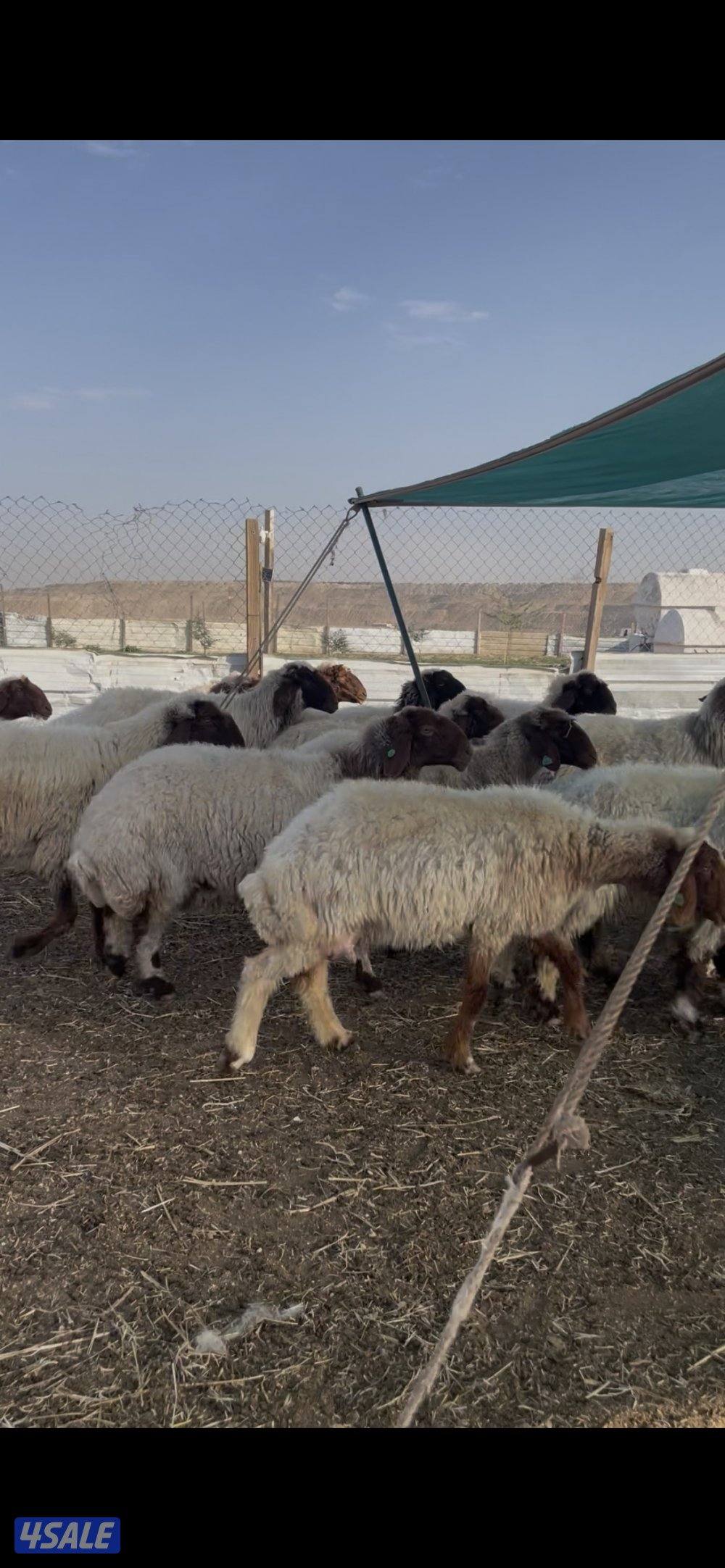 للبيع غنم نعيم العدد٣٦ راس سن وديد اشباب3