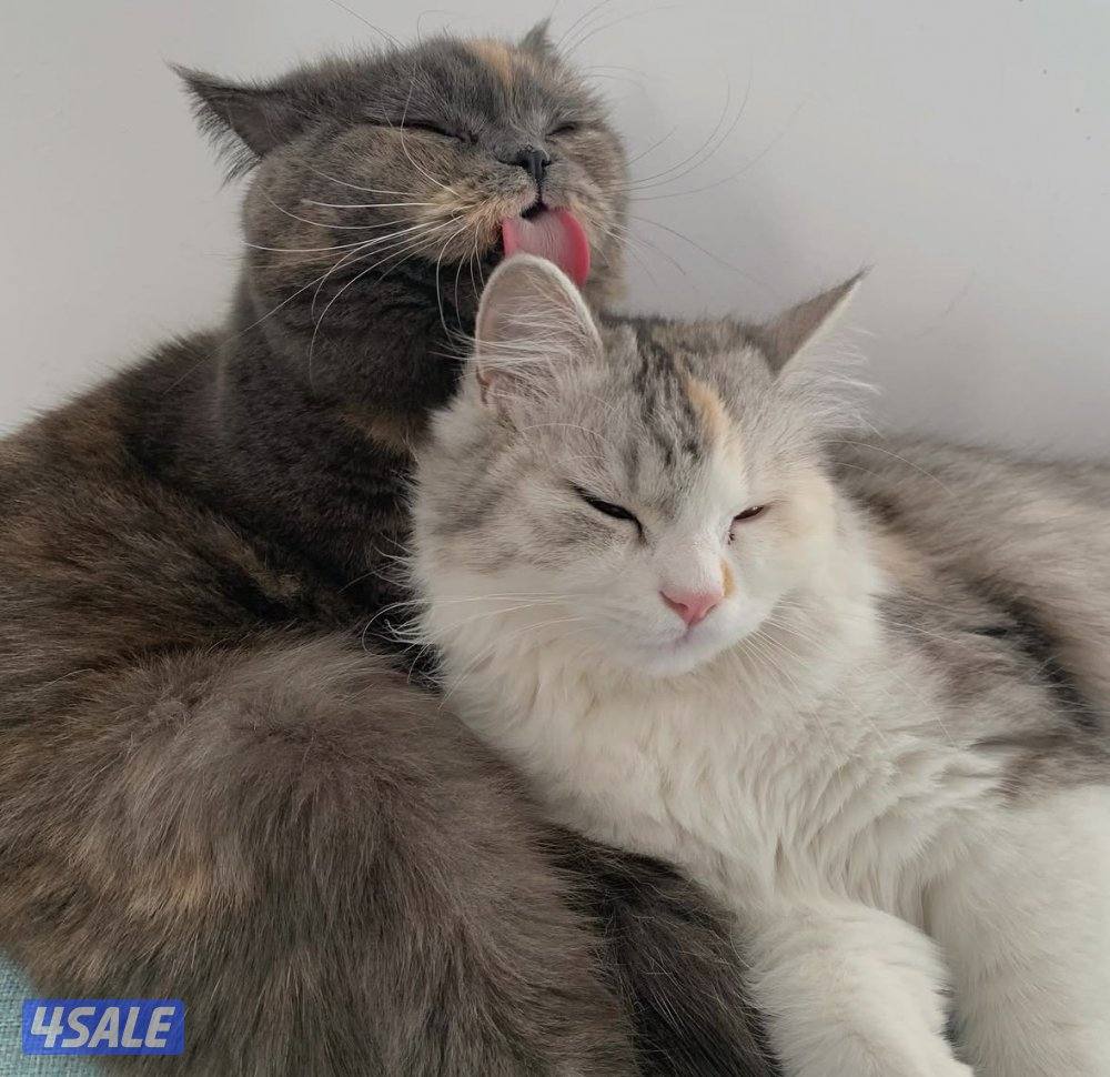 قطاوه للتبني0