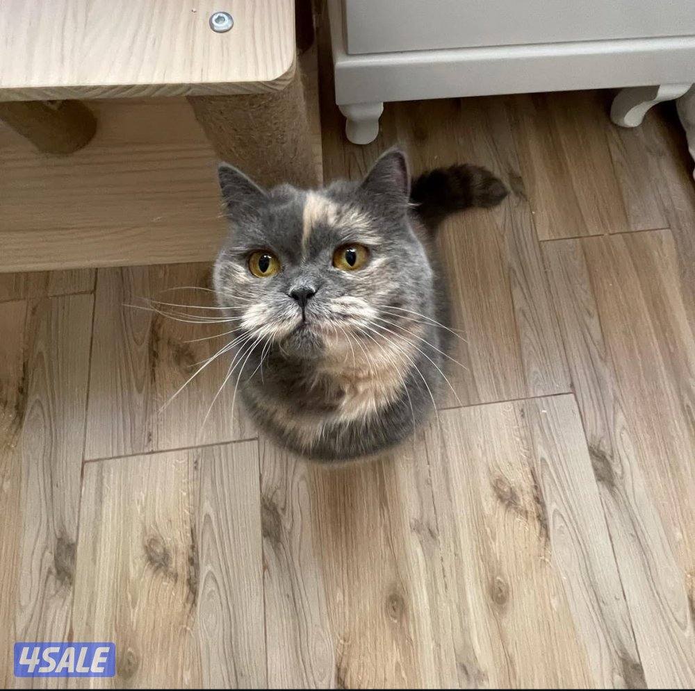 قطاوه للتبني1