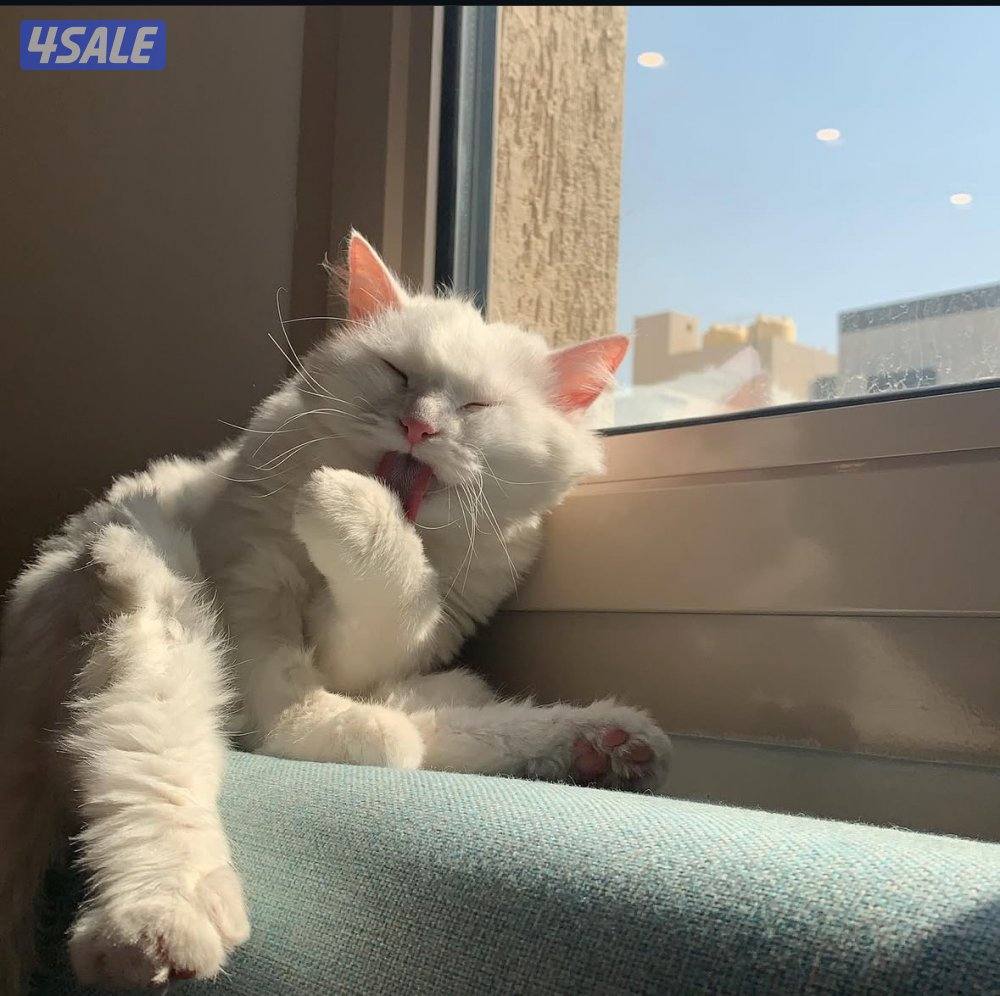 قطاوه للتبني2