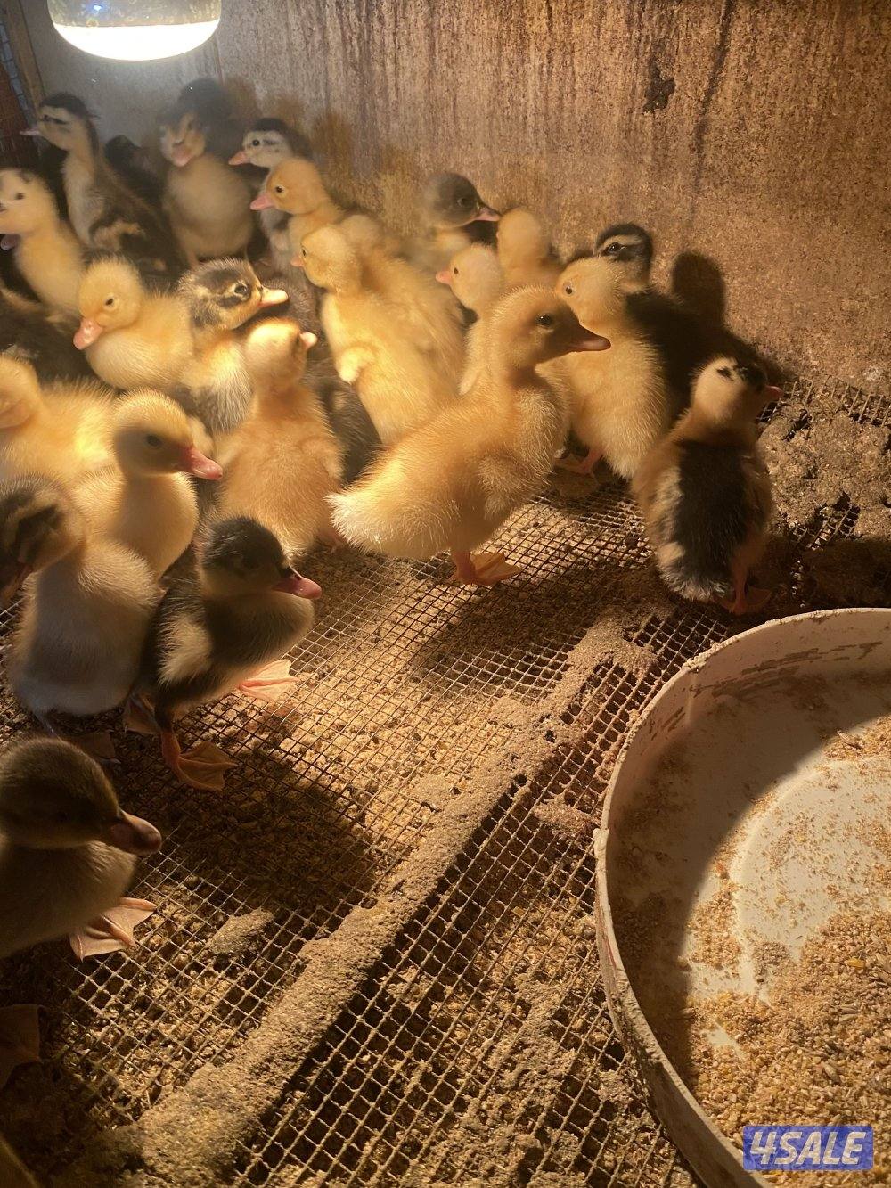 للبيع صيصان بط فرنسي مزارع الوفره0