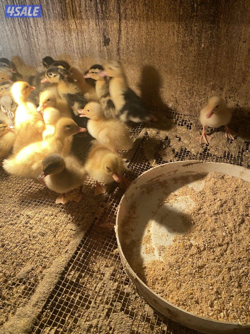 للبيع صيصان بط فرنسي مزارع الوفره4