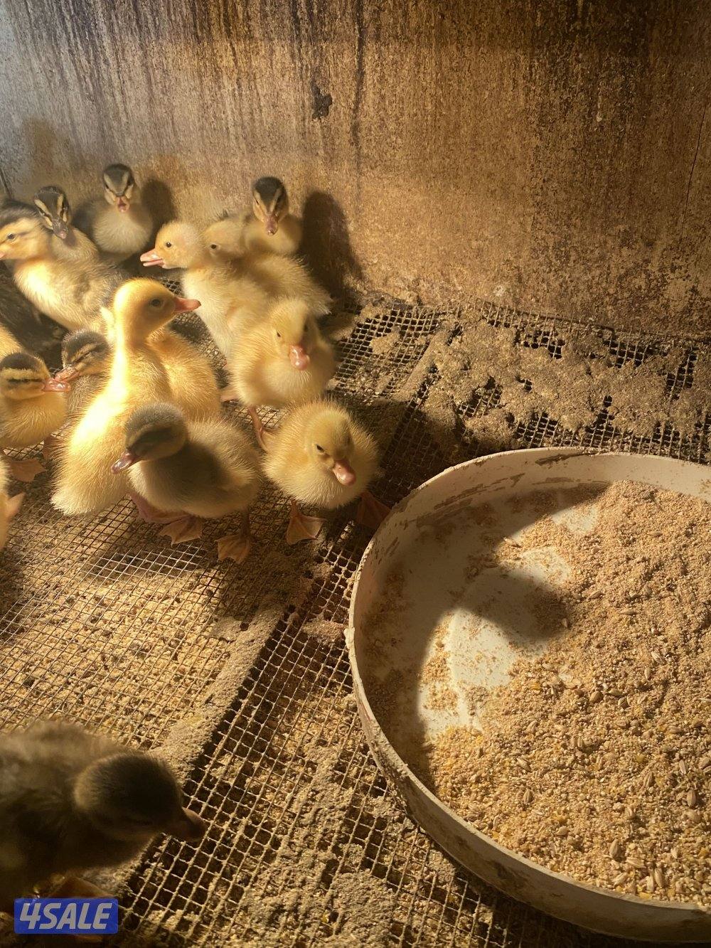 للبيع صيصان بط فرنسي مزارع الوفره5