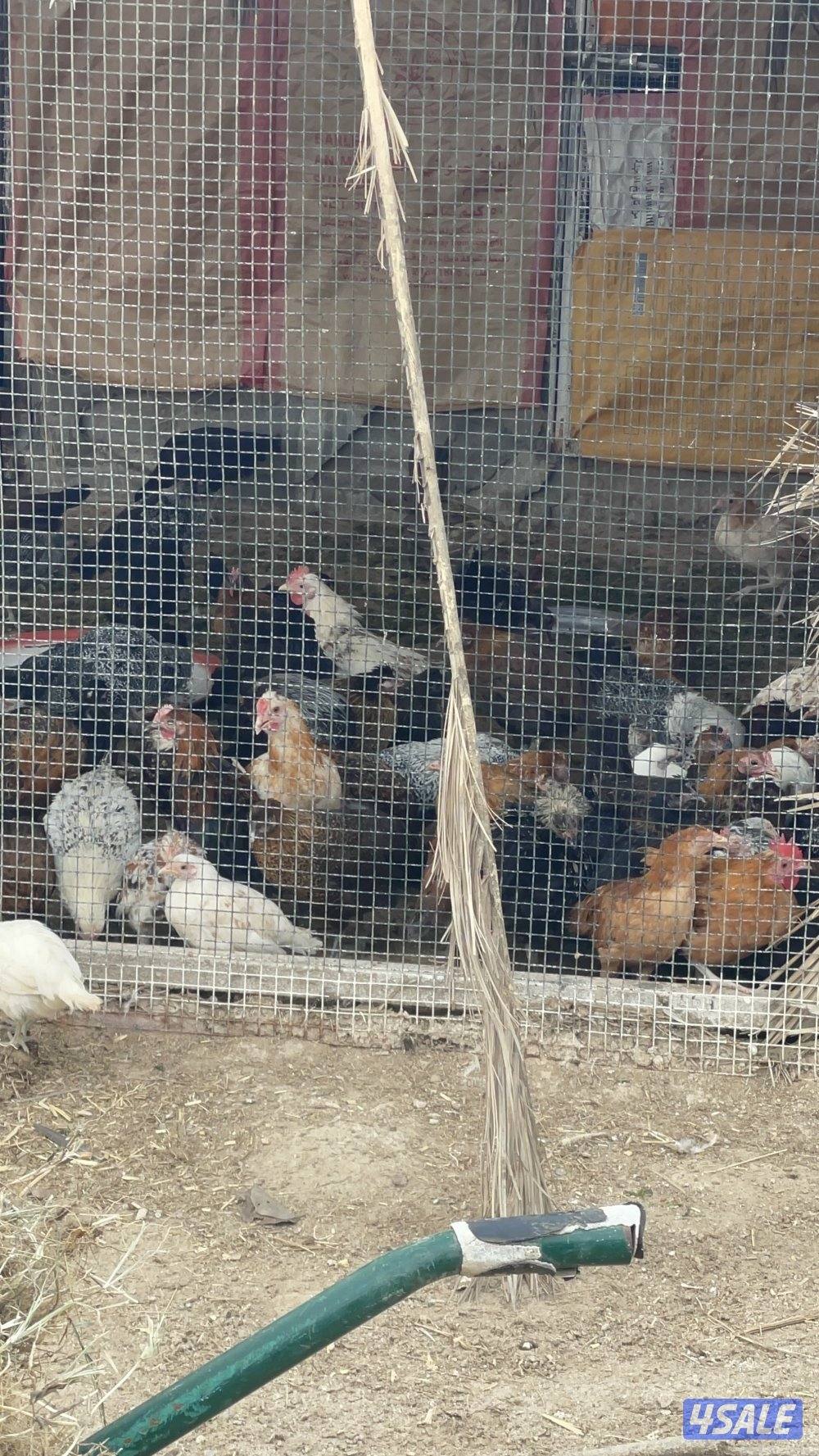 للبيع دجاج عربي قريب بيض اقل شي ٥٠ دجاجه0