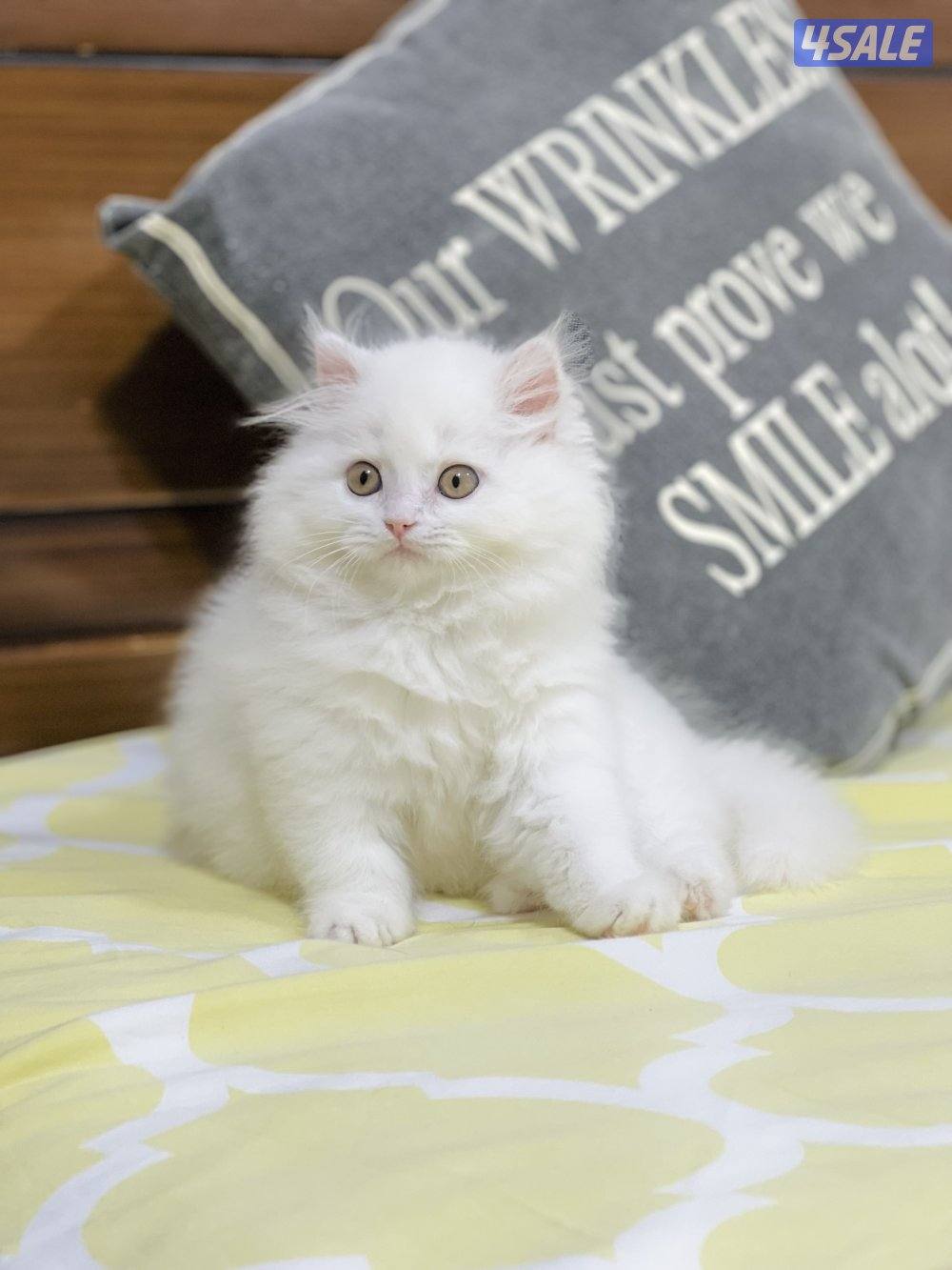 كيتن هولندي مون فيس1