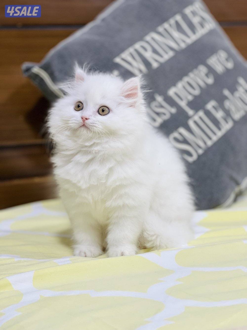 كيتن هولندي مون فيس2