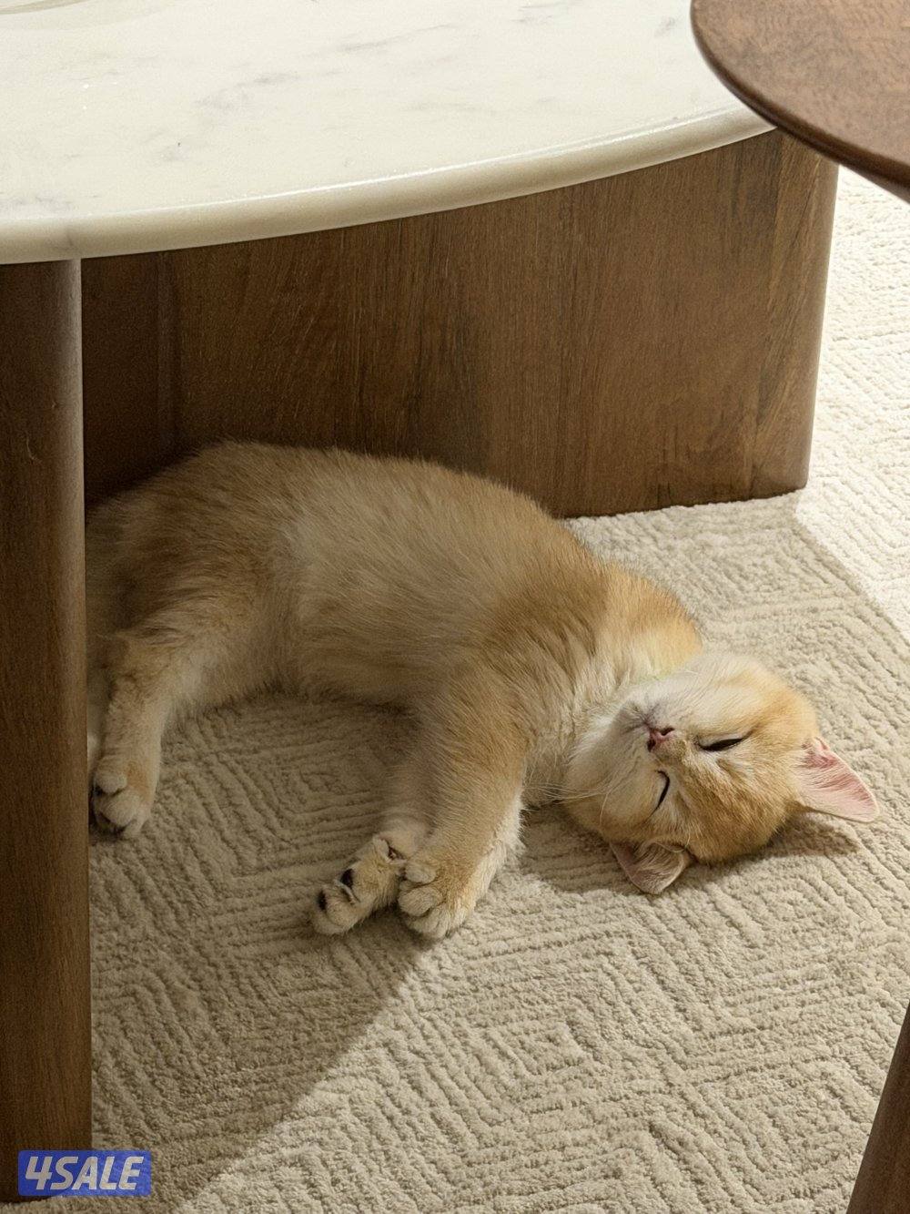 كيتن ذكر  بريتيش شورت هير ny12.0