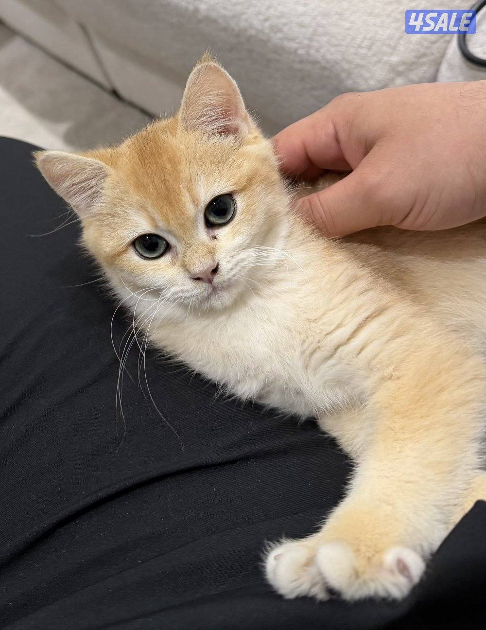 كيتن ذكر  بريتيش شورت هير ny12.1