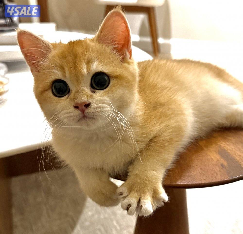 كيتن ذكر  بريتيش شورت هير ny12.2