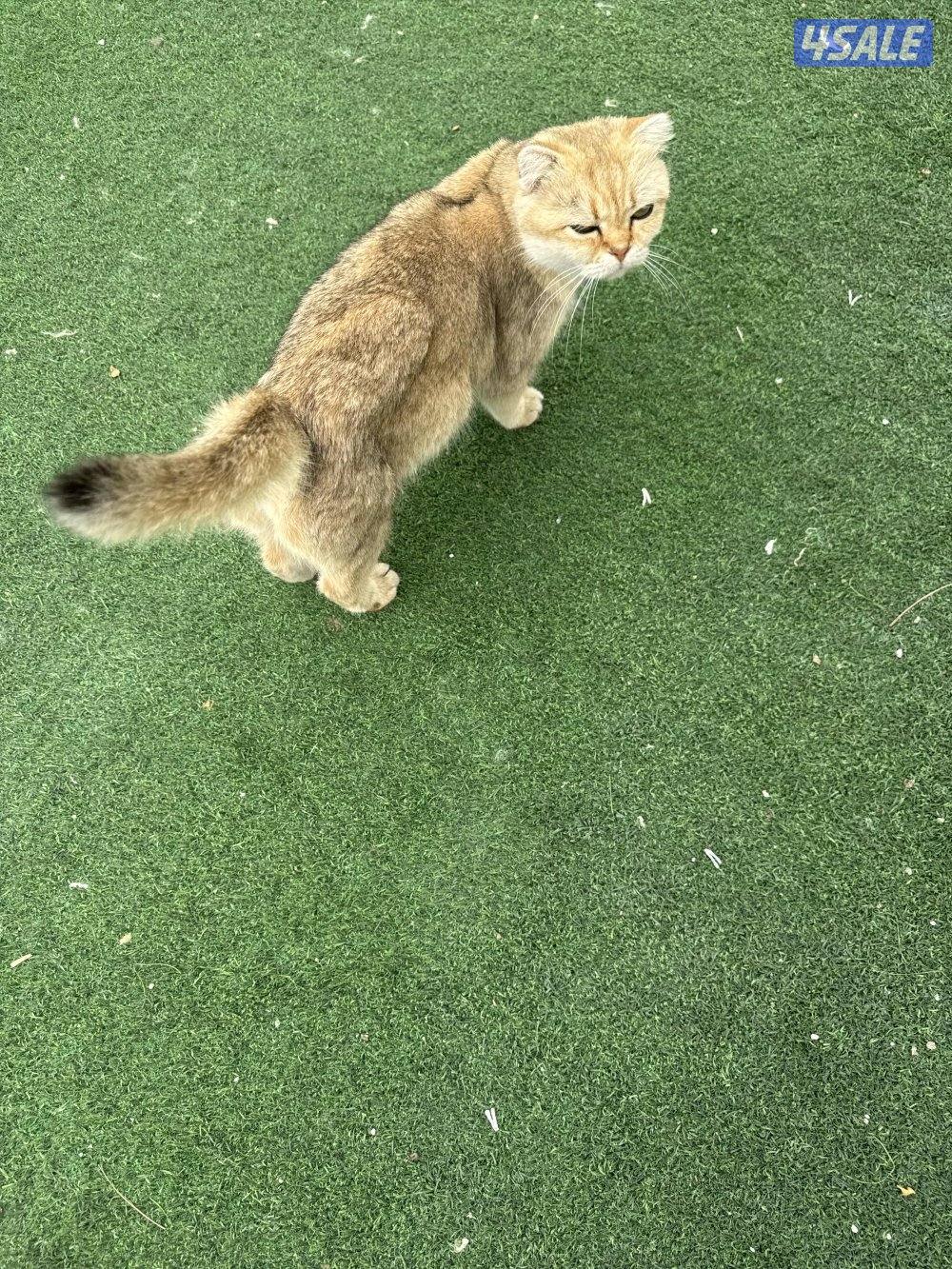 قطط للتبني لرعايتها حق الرعاية دون تفريط واهمال0