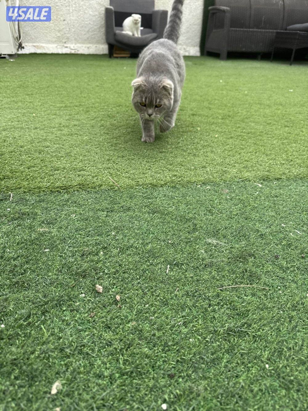 قطط للتبني لرعايتها حق الرعاية دون تفريط واهمال2