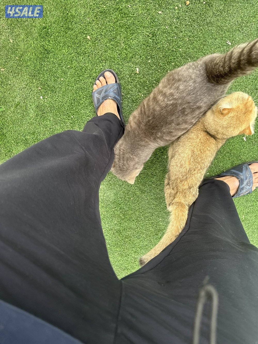 قطط للتبني لرعايتها حق الرعاية دون تفريط واهمال3