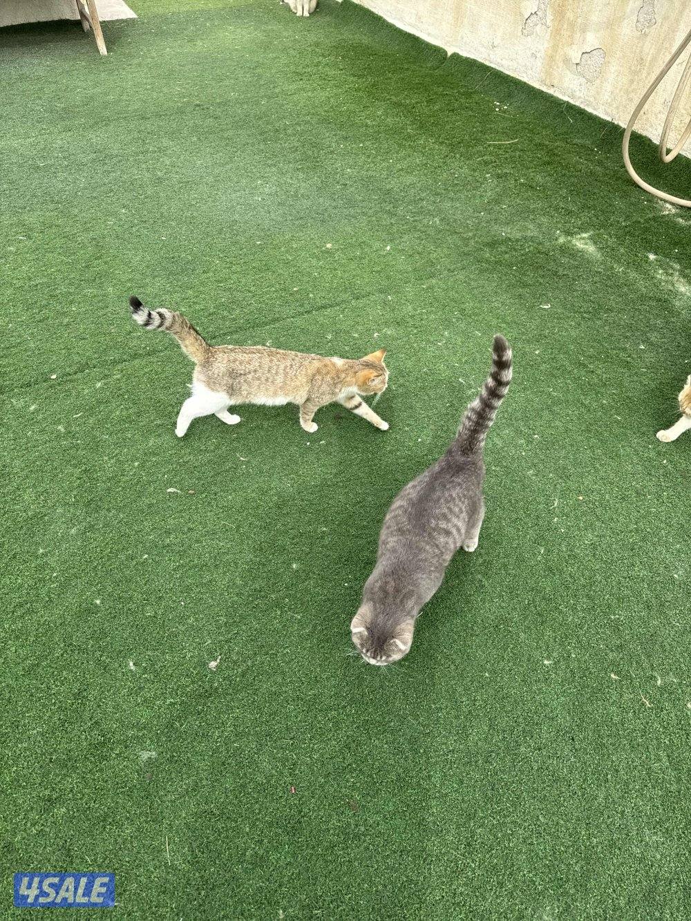 قطط للتبني لرعايتها حق الرعاية دون تفريط واهمال4