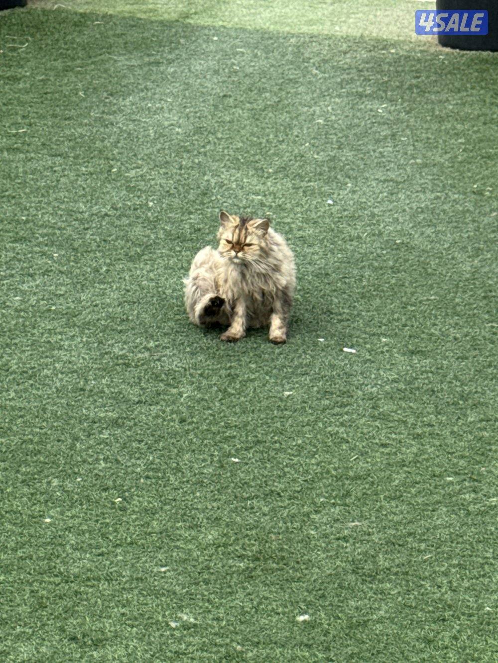 قطط للتبني لرعايتها حق الرعاية دون تفريط واهمال5