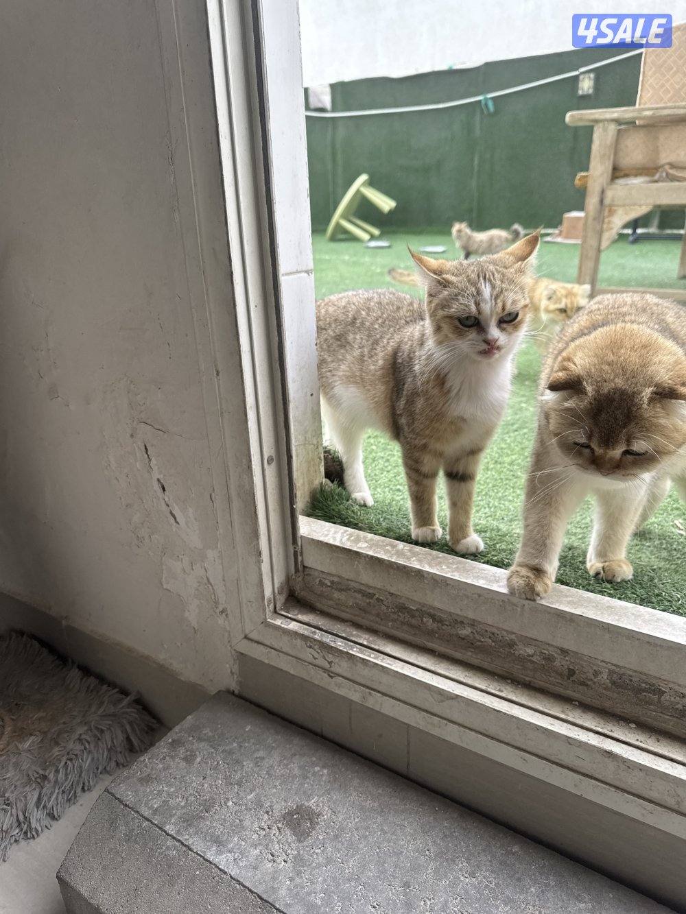 قطط للتبني لرعايتها حق الرعاية دون تفريط واهمال7