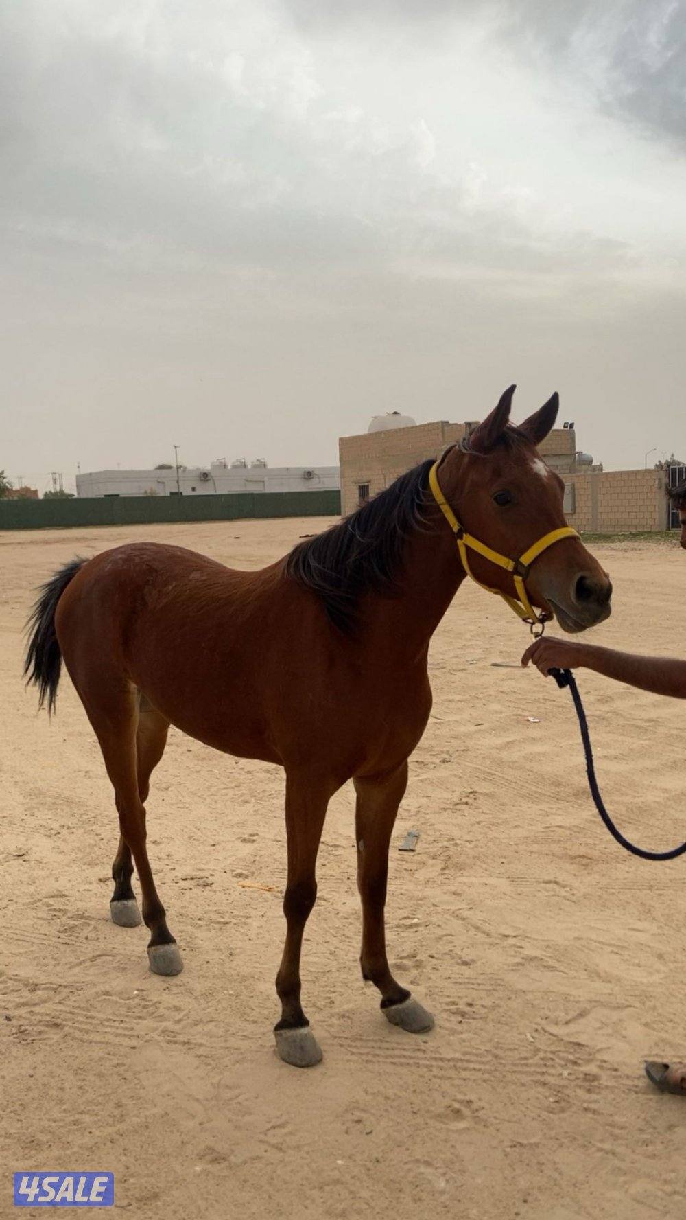 (للتواصل واتساب : سته صفر صفر صفر أربعه واحد سته تسعه )0