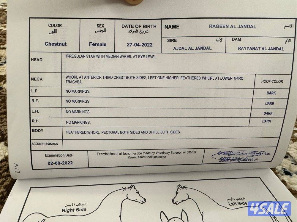 (للتواصل واتساب : سته صفر صفر صفر أربعه واحد سته تسعه )2