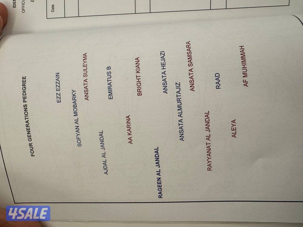 (للتواصل واتساب : سته صفر صفر صفر أربعه واحد سته تسعه )3