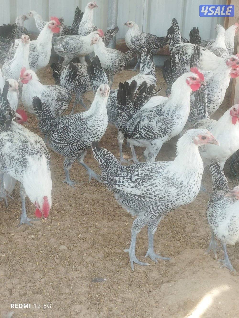 للبيع فروخ دجاج فيومي اعمارهم ٣ شهور ونص1