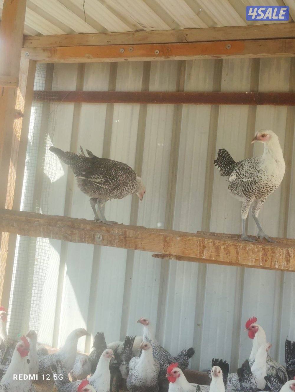 للبيع فروخ دجاج فيومي اعمارهم ٣ شهور ونص2