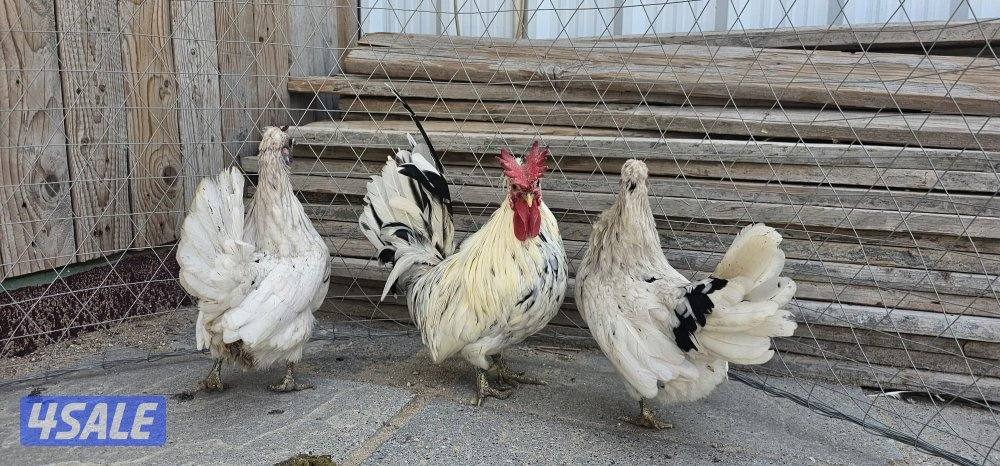 للبيع حباحب0