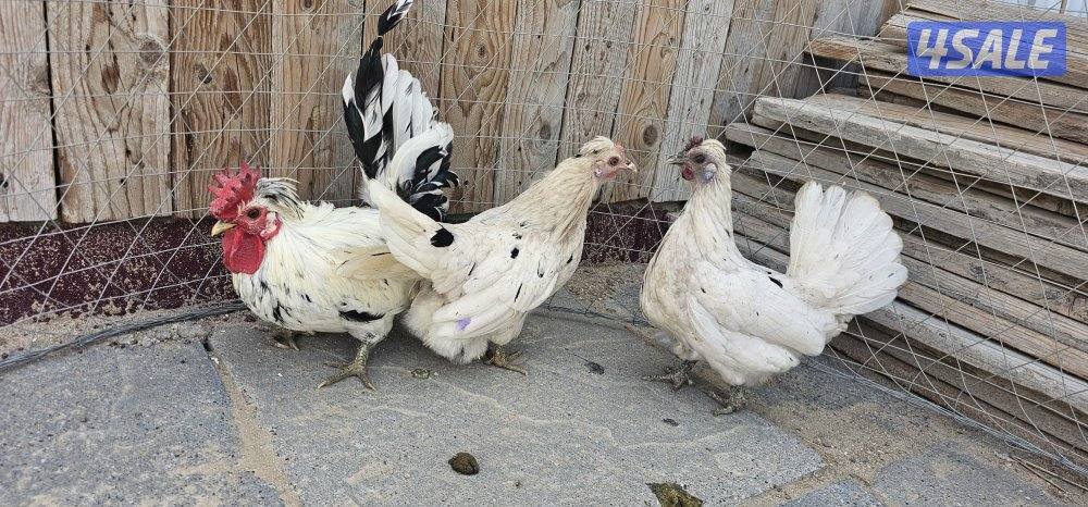 للبيع حباحب1