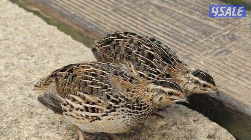 فيومي و فري وحمام الوزان والشركة1