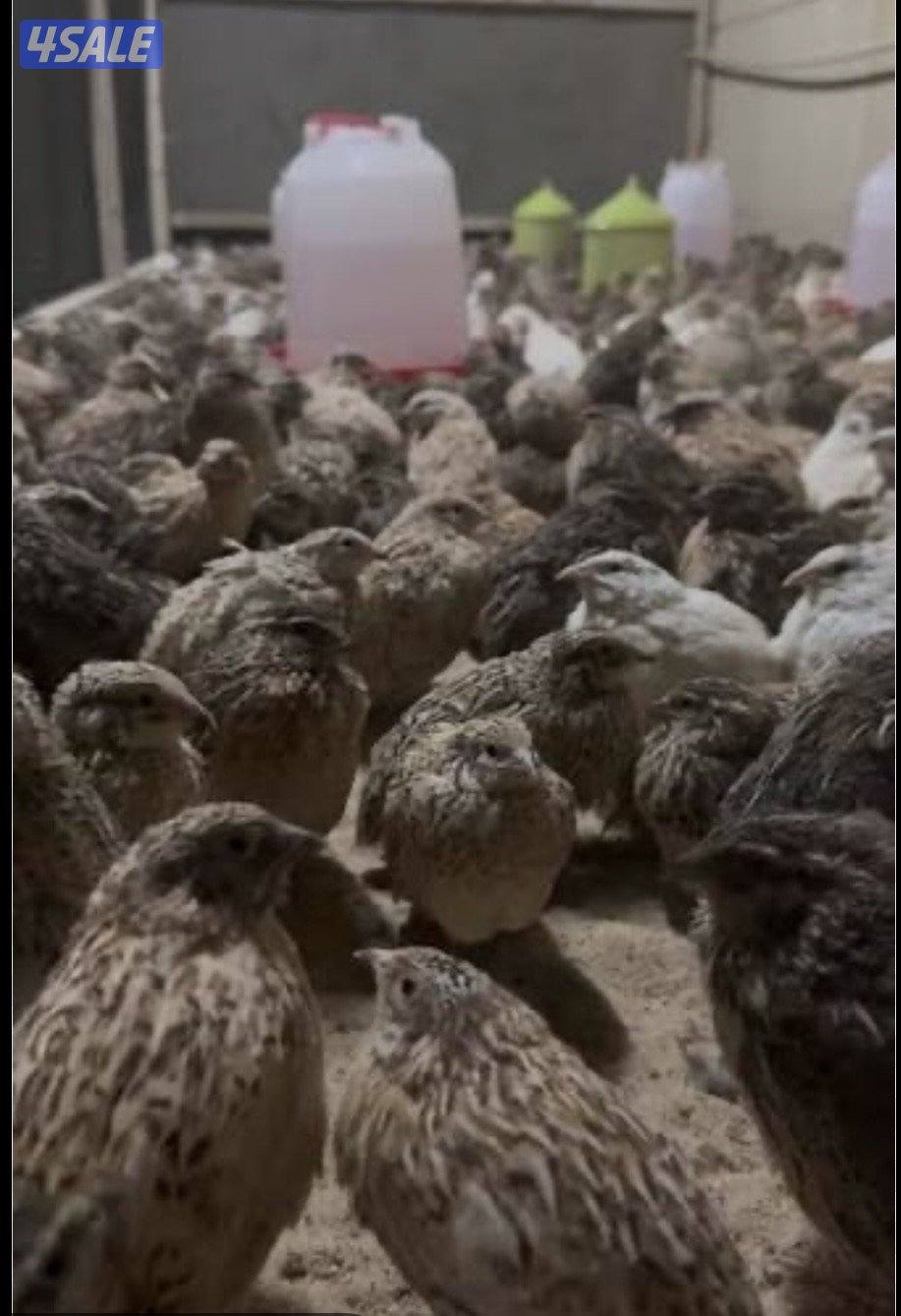 فيومي و فري وحمام الوزان والشركة2