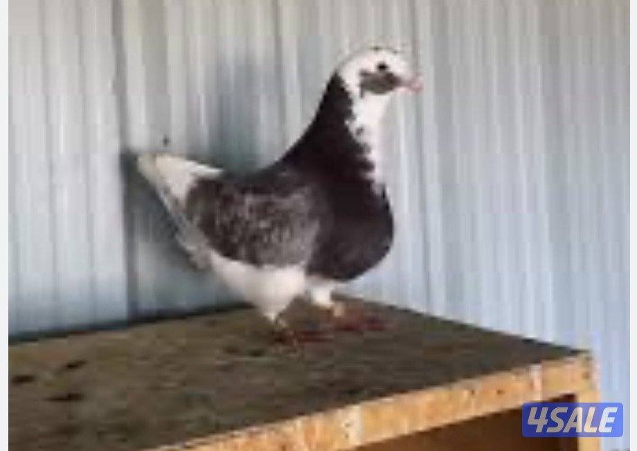 فيومي و فري وحمام الوزان والشركة3