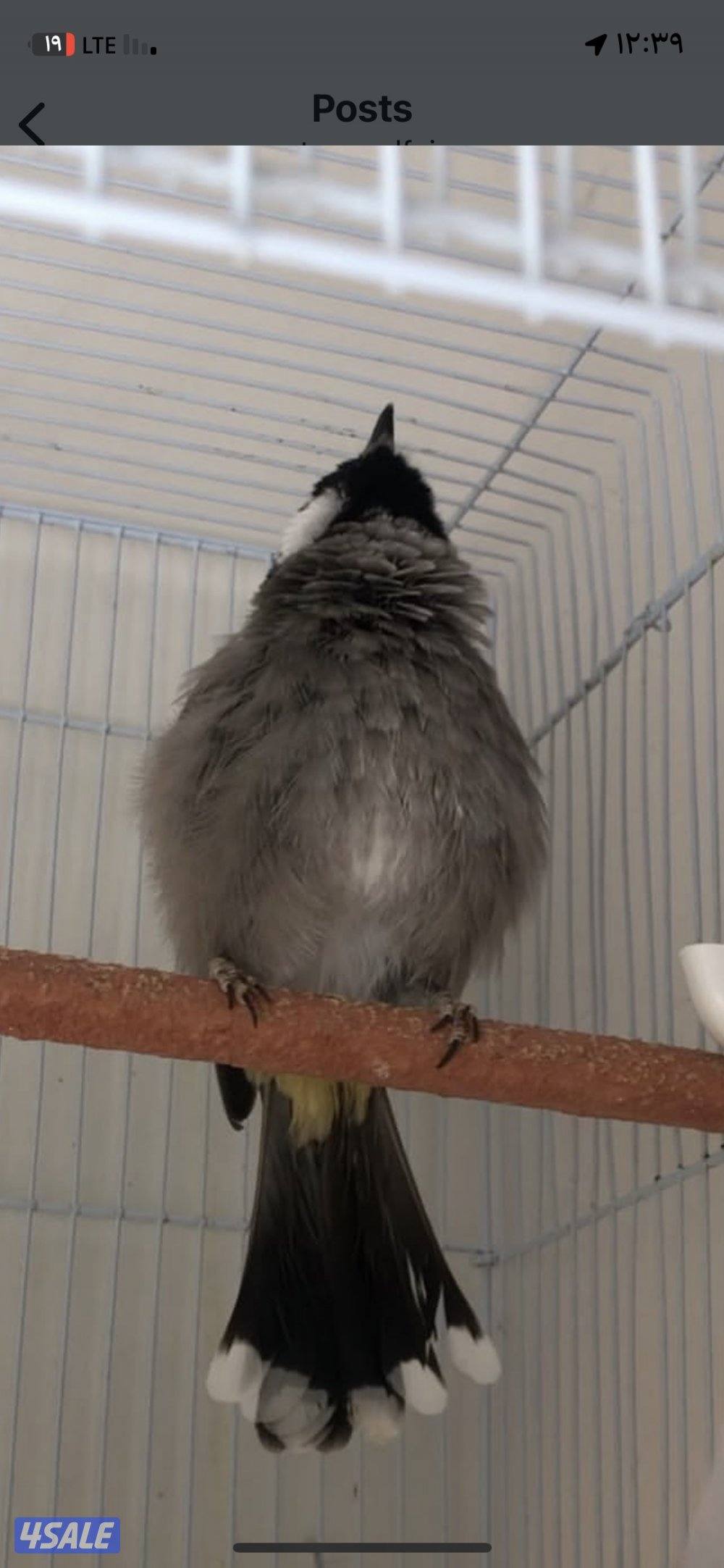 للبيع ومطلوب بلبل ربوه حجم جامبو0