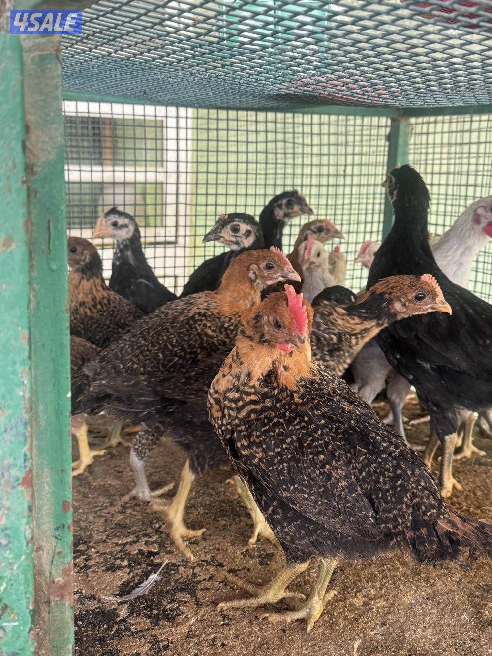 فروخ دجاج فيومي وسود0