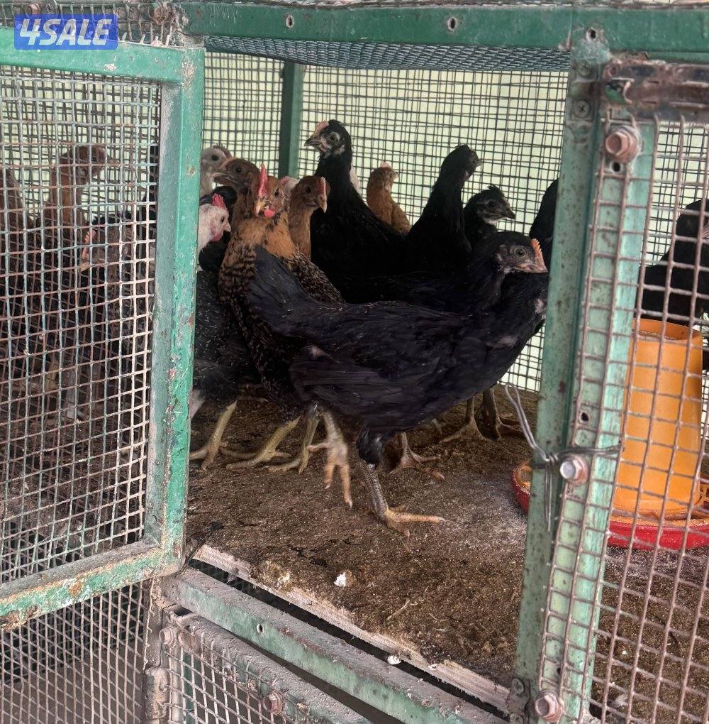 فروخ دجاج فيومي وسود1