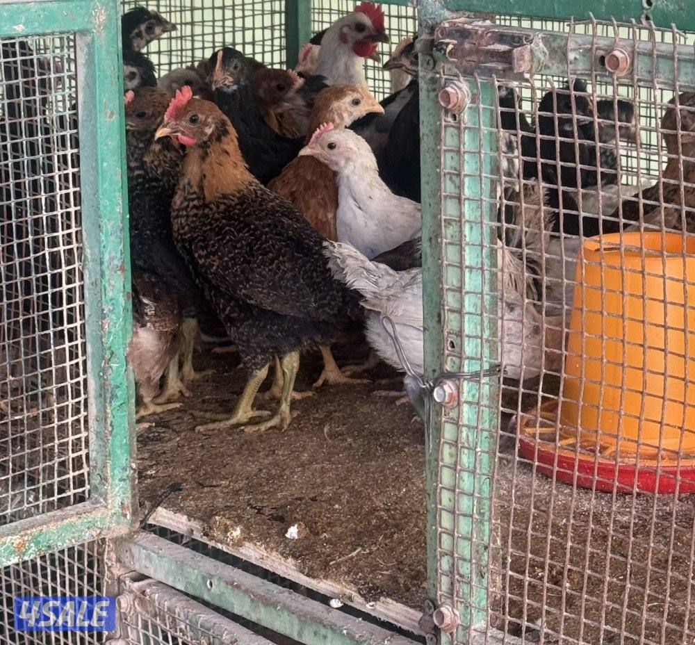 فروخ دجاج فيومي وسود2