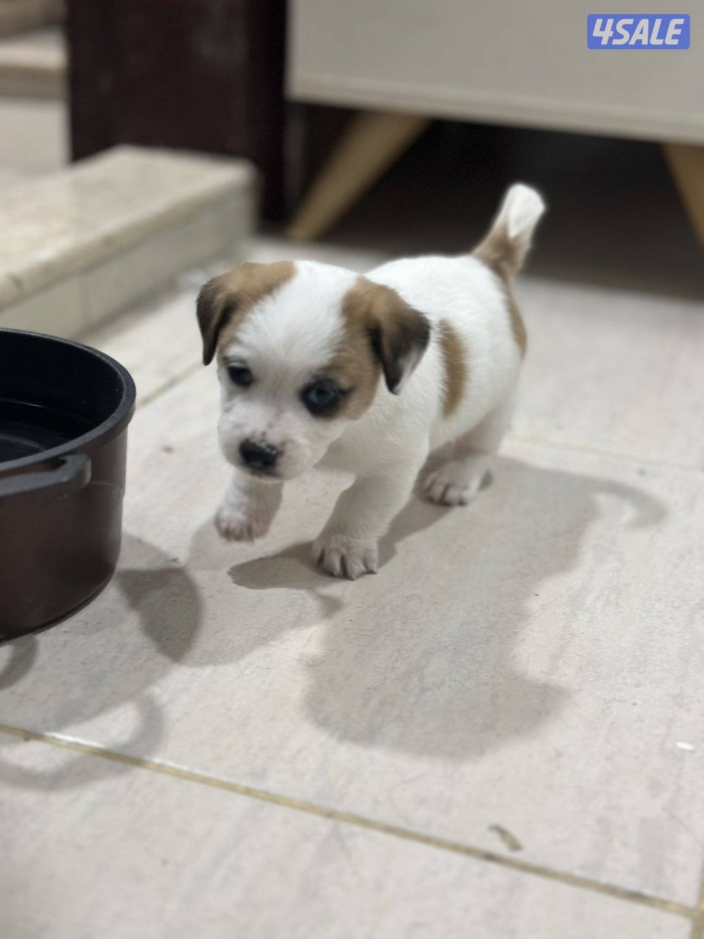 جراوي جاك راسل مكس1