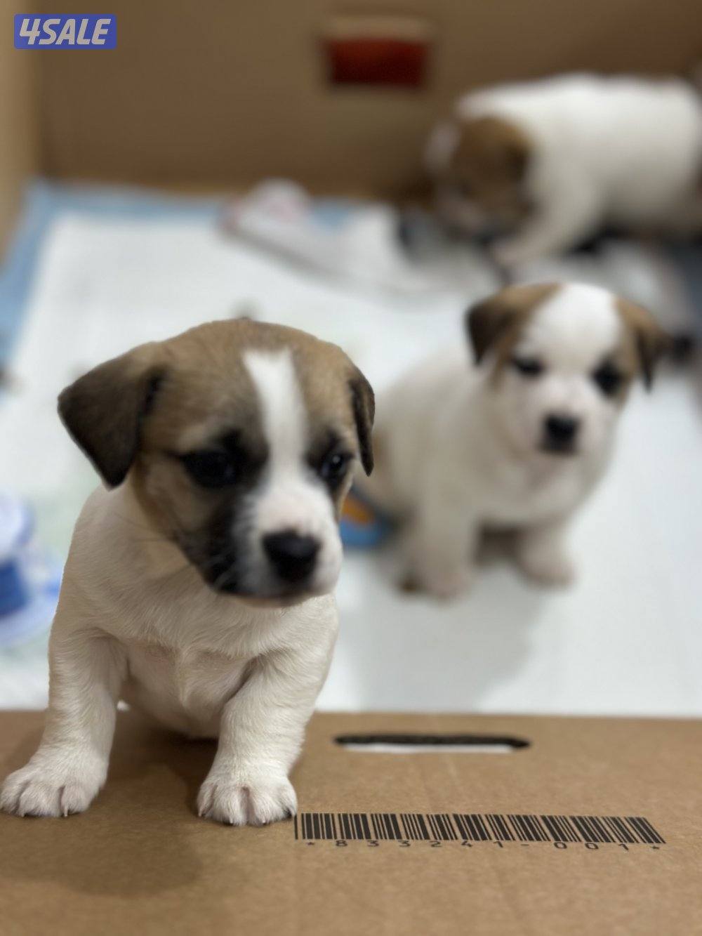 جراوي جاك راسل مكس0