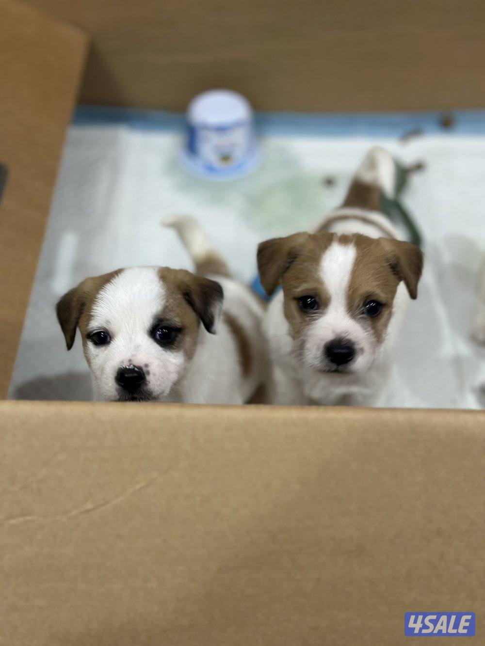 جراوي جاك راسل مكس2