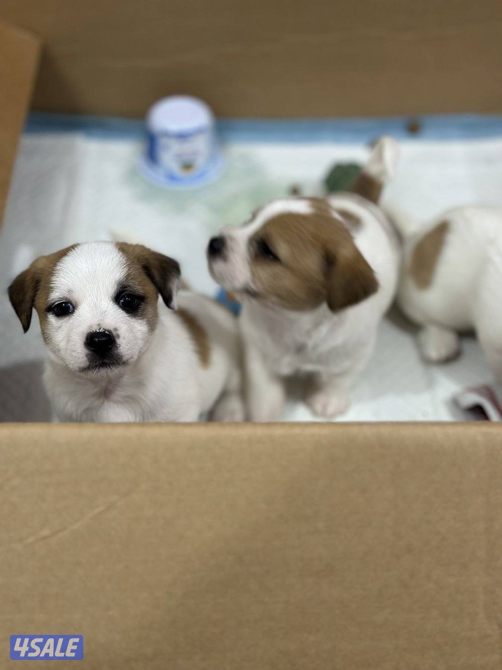 جراوي جاك راسل مكس3