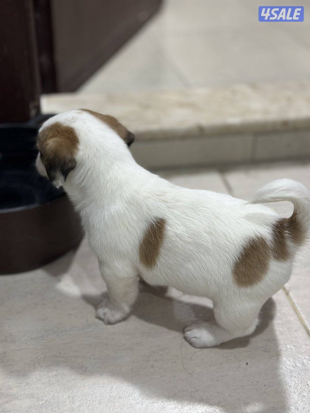 جراوي جاك راسل مكس4