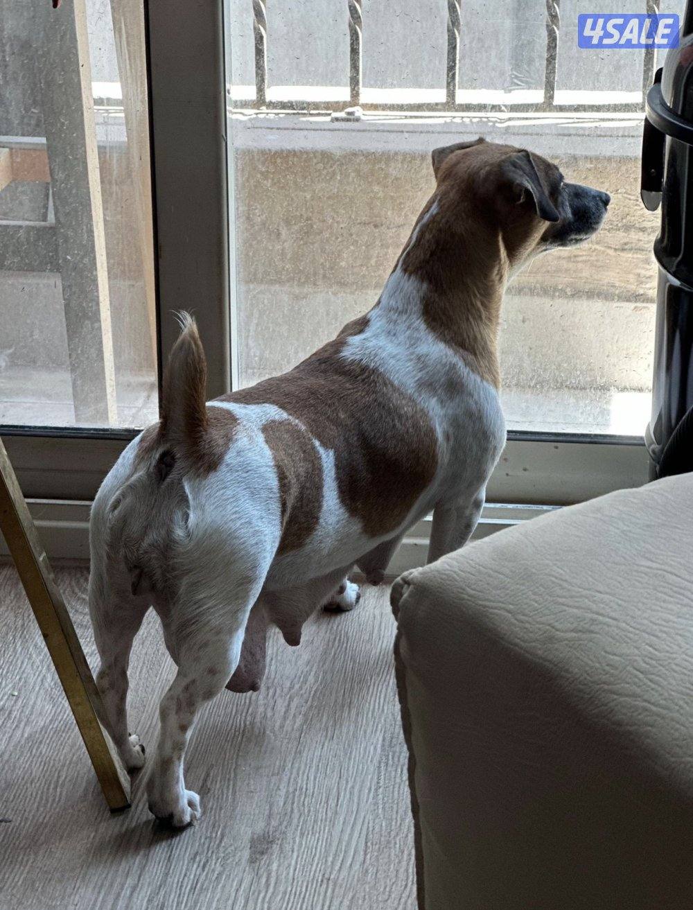 جراوي جاك راسل مكس5