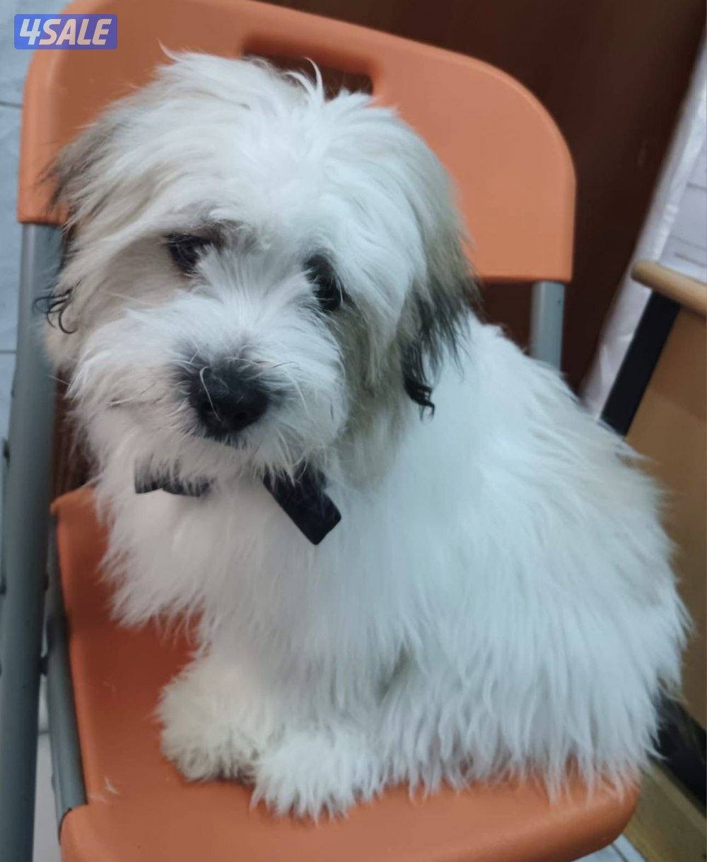 جراوي جاك راسل مكس6