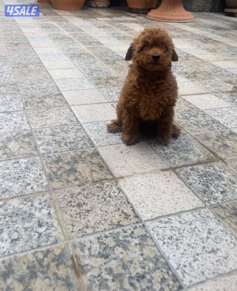 جراوه توي بودل1