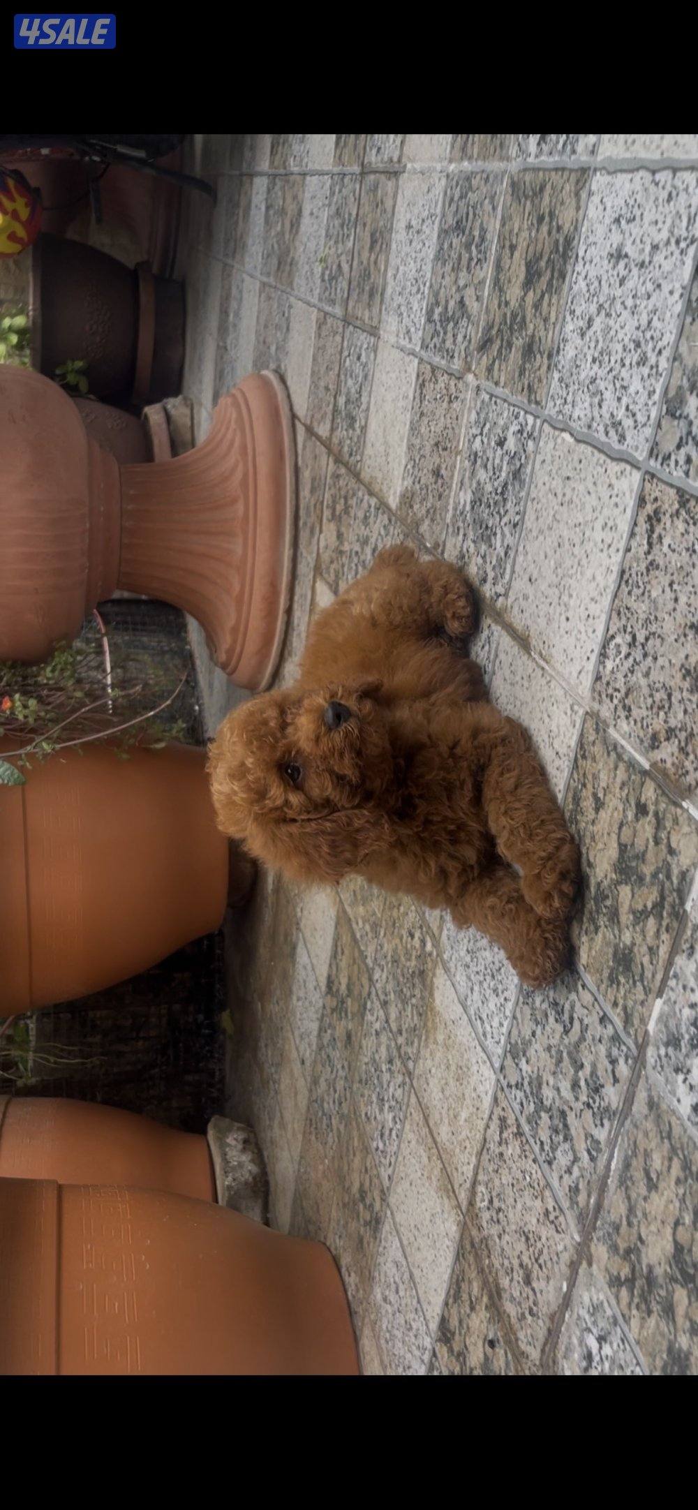 جراوه توي بودل2