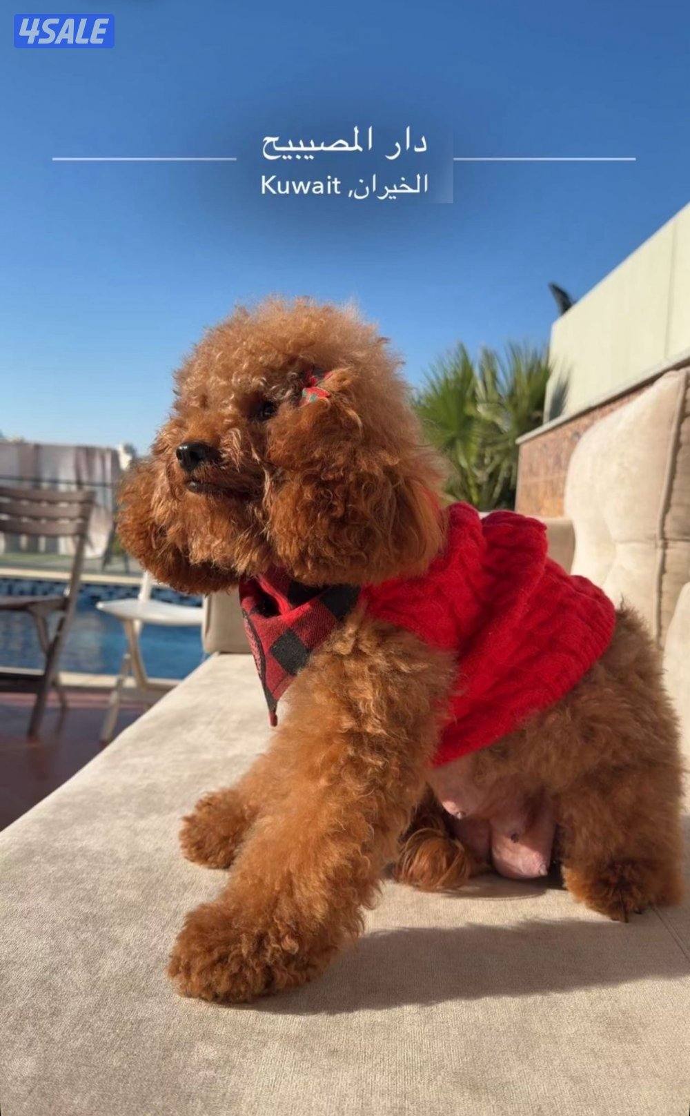 جراوه توي بودل3