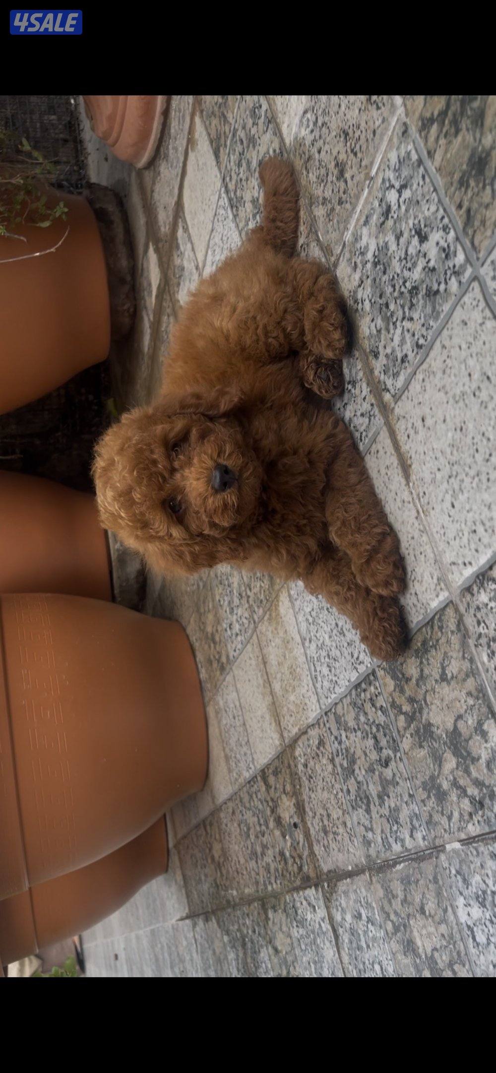 جراوه توي بودل4