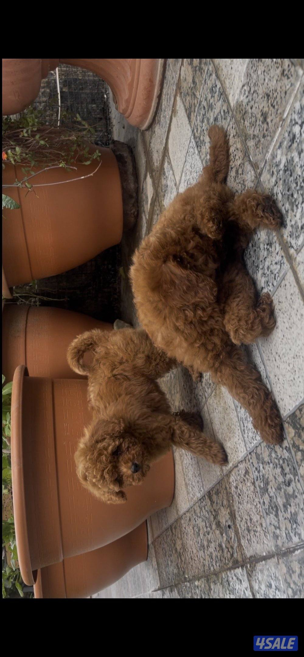 جراوه توي بودل5