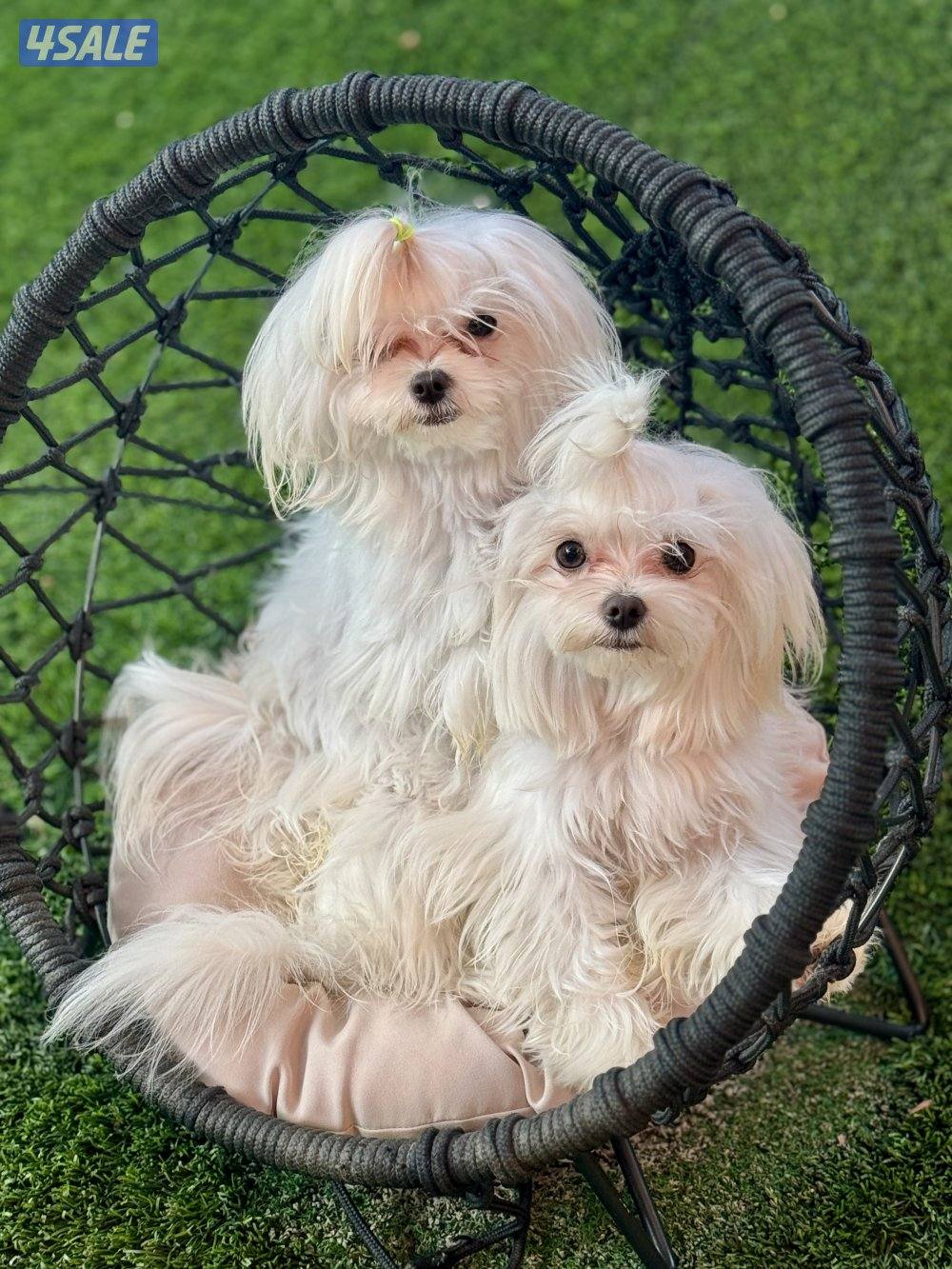 للبيع كلاب مالتيز ذكر وانثى0