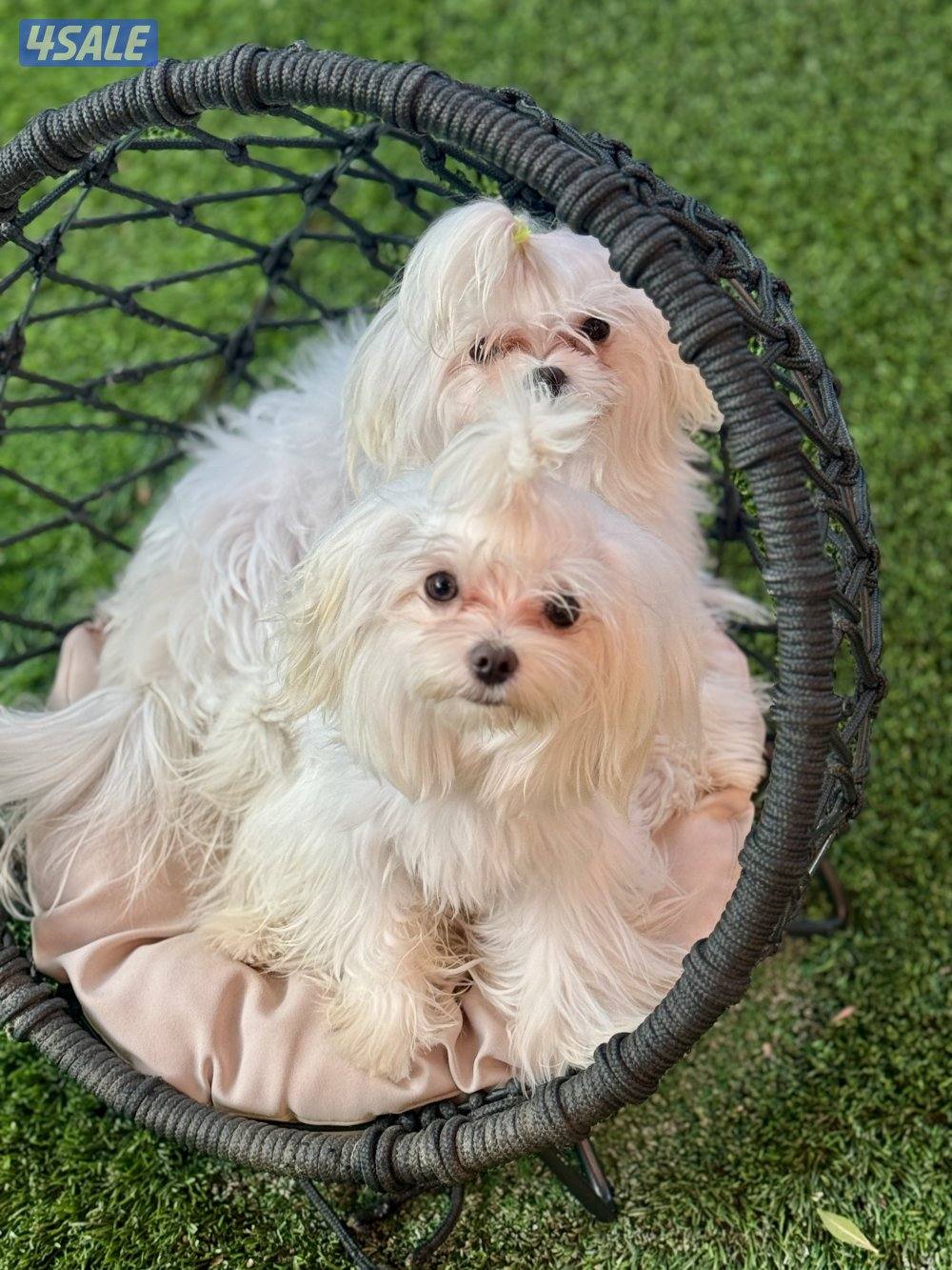 للبيع كلاب مالتيز ذكر وانثى2